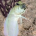 jawfish_yellowhead_bcf_nwp_v_0209_tci2135.jpg